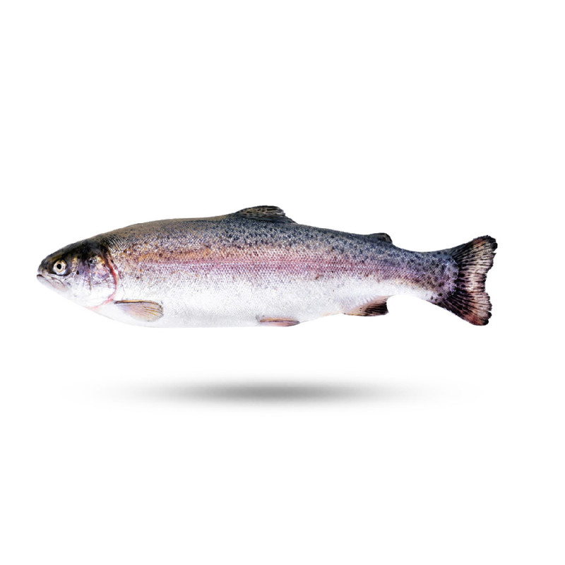 Chilled Rainbow Trout 法國冰鮮養殖虹鱒魚  Selected By Cff