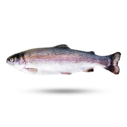 Chilled Rainbow Trout  法國冰鮮養殖虹鱒魚 2  3 公斤  Selected By Cff