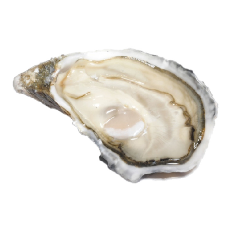 Chilled Oyster Special Ancelin No.2    法國安莎蓮蠔  Selected By Cff