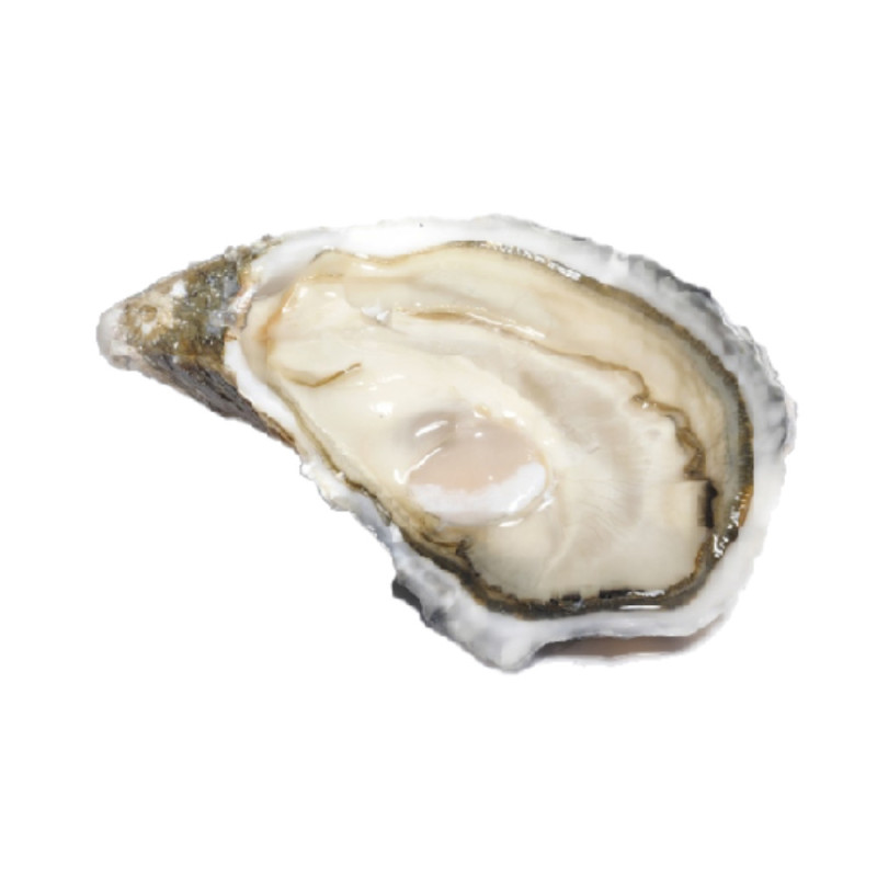 Chilled Oyster Special Ancelin No.3    法國安莎蓮蠔  Selected By Cff