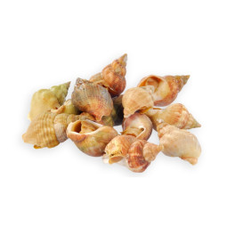 Whelks Cooked / Bulots Cuits 熟蛾螺