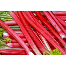 Frambozen Rood / Valentine Rhubarb 情人大黃