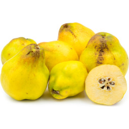 Quince 榲桲