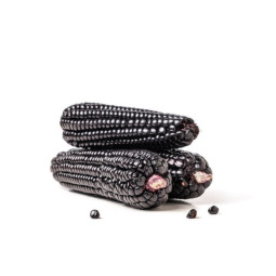 Black Corn Morado