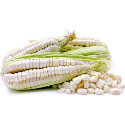 White Corn Morado