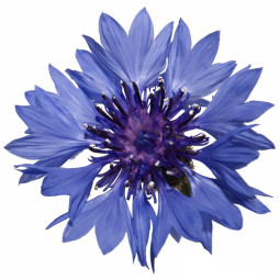 Blue Corn Flower 矢車菊藍