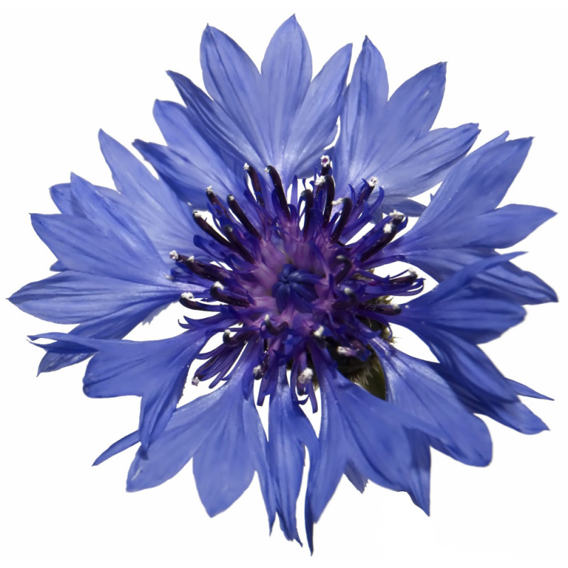 Blue Corn Flower 矢車菊藍 Blue Corn Flower 矢車菊藍