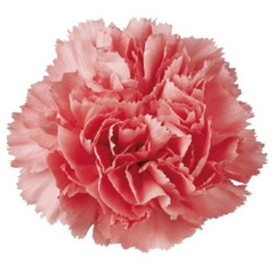 Chilled Flower  Carnation  康乃馨  Selected By Cff