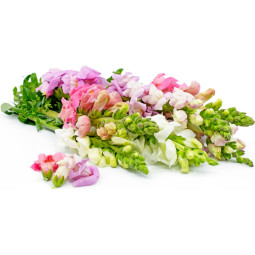 Chilled Flower  Snapdragon  金魚草花  Selected By Cff