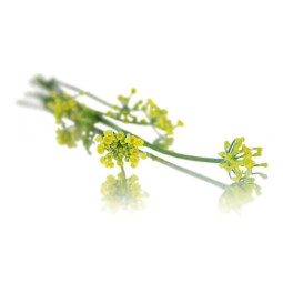 Fennel Flower 大茴香花