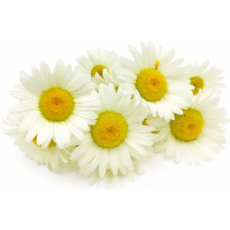 Daisy Flowers