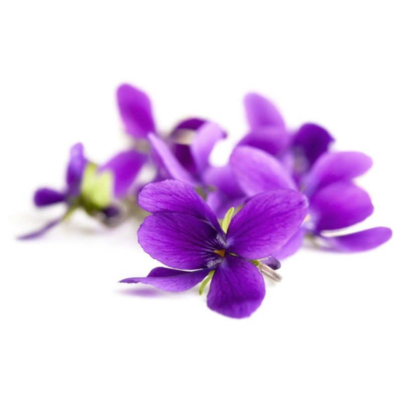 Violet Flower