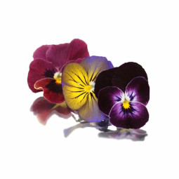 Flower - Mixed Viola