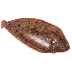 Dover sole 比目魚