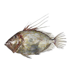 John dory 海魴