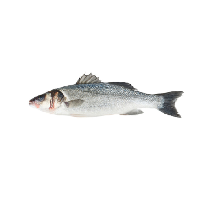 Seabass (Line caught) 鱸魚(線釣)