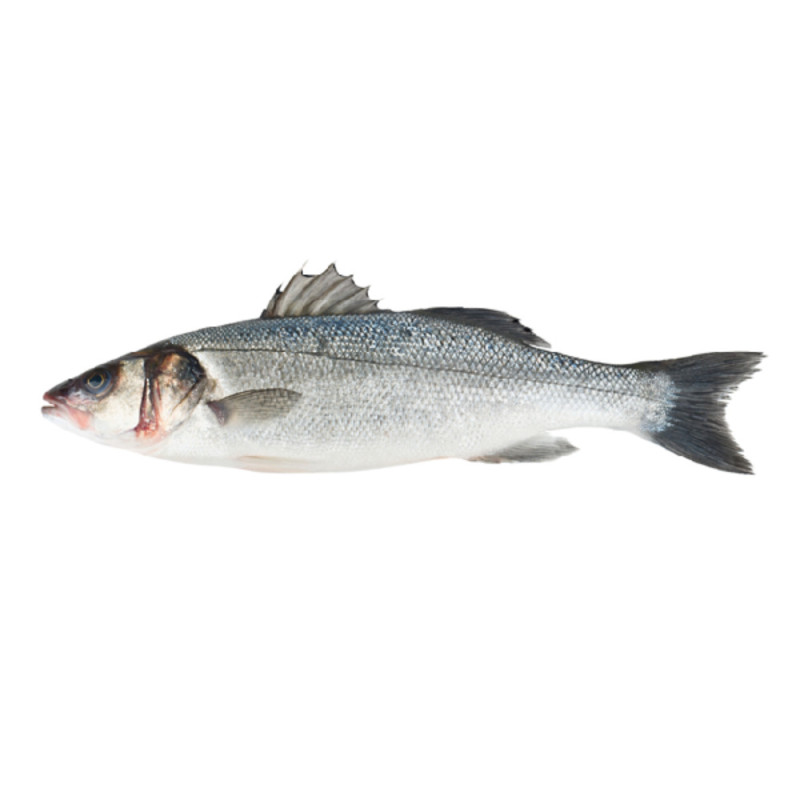 Seabass (Line caught) 鱸魚(線釣)