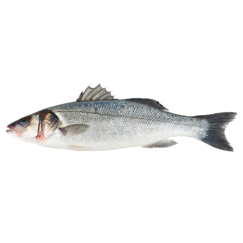 Seabass (Line caught) 鱸魚(線釣)