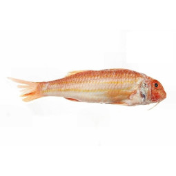 Red Mullet 紅鰹