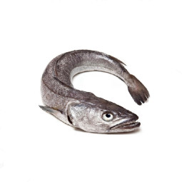 Hake whole 狗鱈