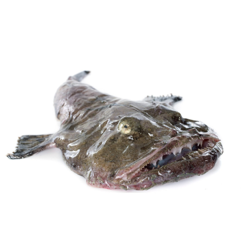 Chilled Monkfish Whole 原條鮟鱇魚  Foro Maree