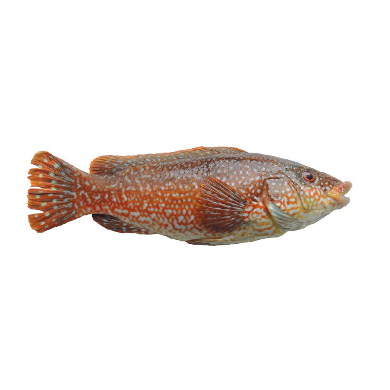 Wrasse line caught (Vieille)