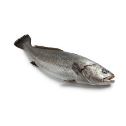 Meagre/Maigre (Line Caught)
