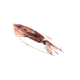 Squid whole