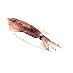 Squid whole