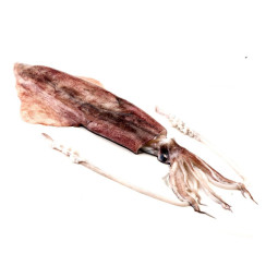 Squid whole