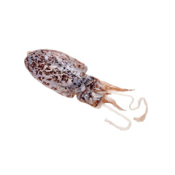 Chilled Cuttle Fish