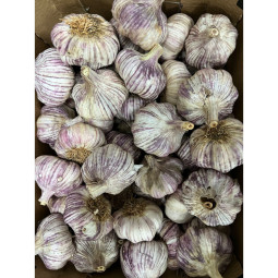 Chilled Purple Garlic  Cal 60/80 紫蒜  Selected By Cff