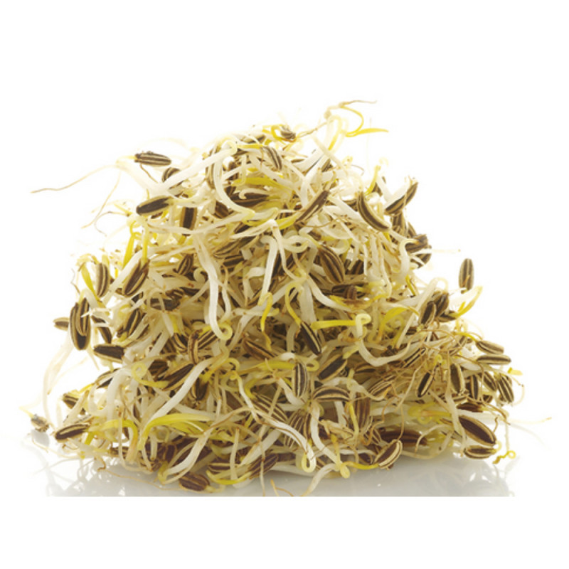 Chilled Fennel Sprout    茴香苗  Moorea