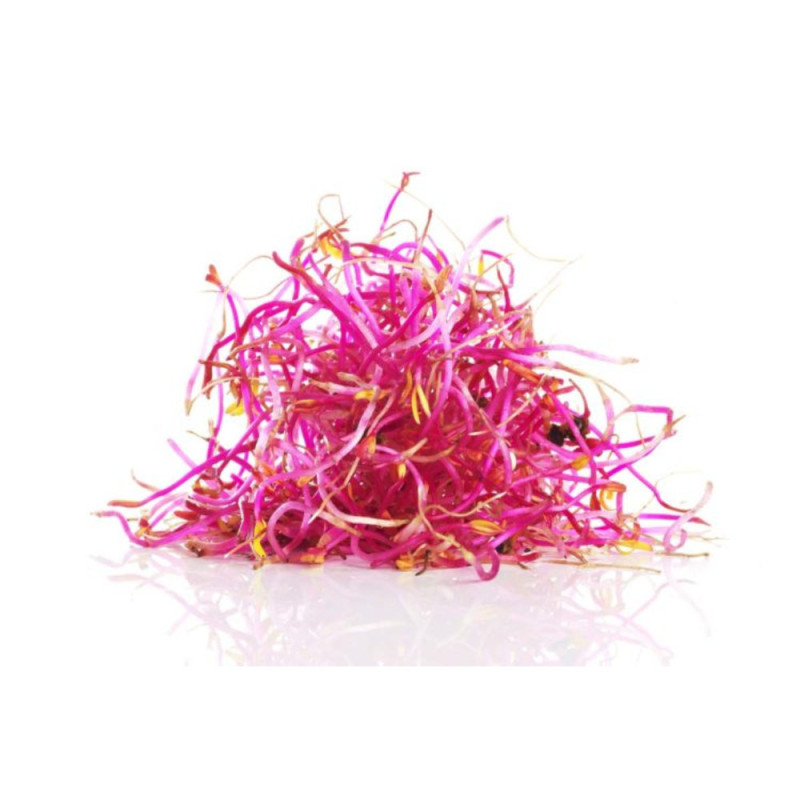 Chilled Beetroot Sprouts   紅菜頭苗  Moorea