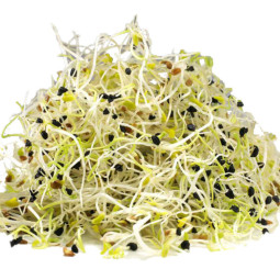 Fresh Onion Leek Sprout  Moorea