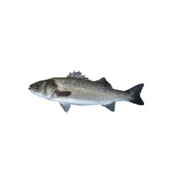 Chilled French Farmed Seabass 法國養殖鱸魚  Aquanord