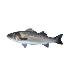 Chilled French Farmed Seabass 法國養殖鱸魚  Aquanord