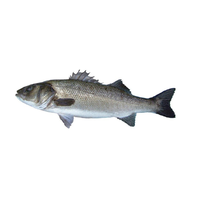 Chilled French Farmed Seabass 法國養殖鱸魚  Aquanord