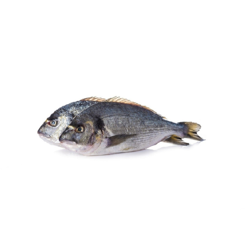 Chilled French Farmed Seabream 法國養殖鯛魚  Aquanord