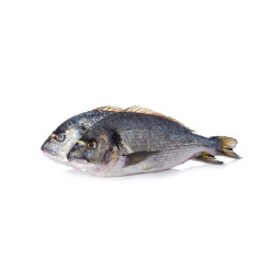 Chilled French Farmed Seabream 法國養殖鱸魚  Aquanord