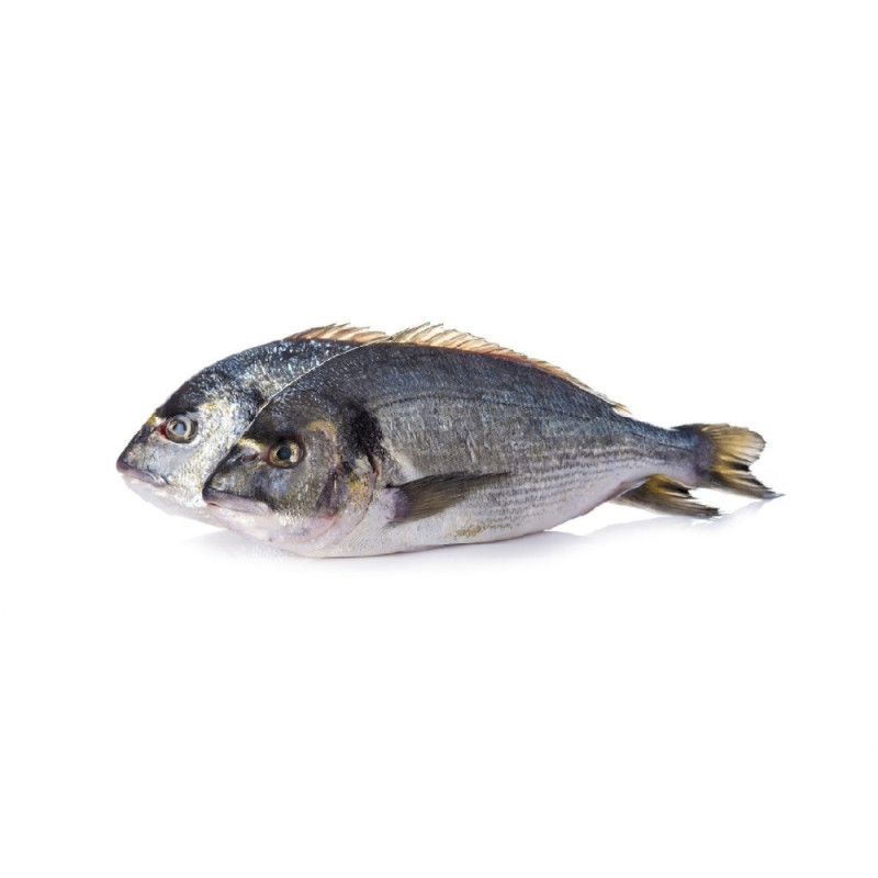 Chilled French Farmed Seabream 法國養殖鱸魚  Aquanord