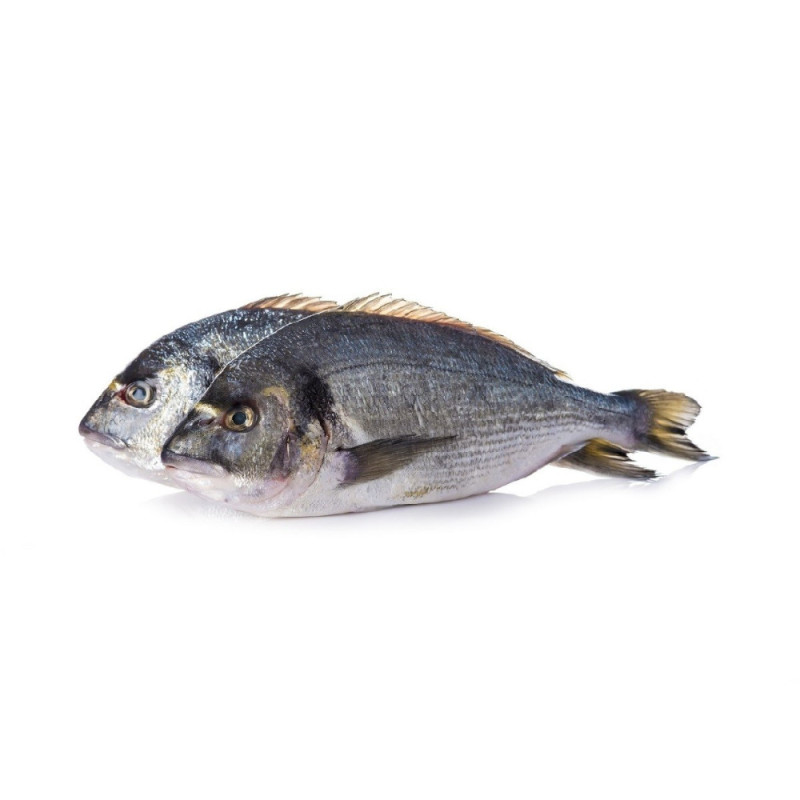 Chilled French Farmed Seabream 法國養殖鱸魚  Aquanord