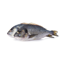 Chilled French Farmed Seabream 法國養殖鱸魚  Aquanord