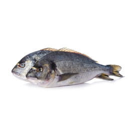 Chilled French Farmed Seabream 法國養殖鱸魚  Aquanord