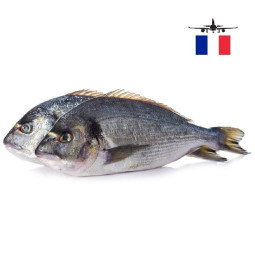 Chilled French Farmed Seabream 1.5   法國養殖海鯛  Aquanord