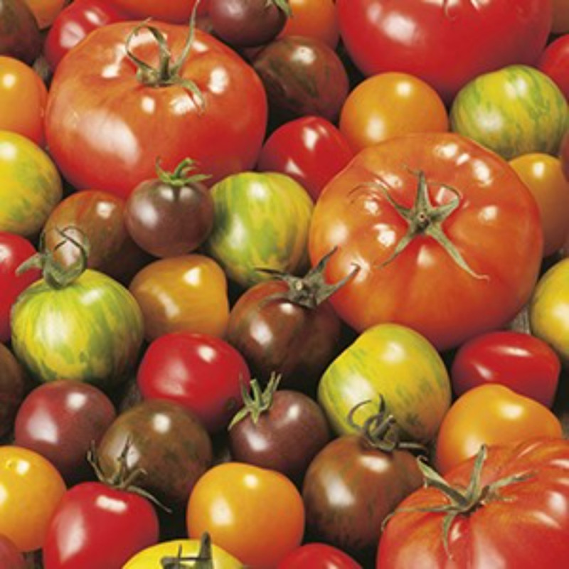 Mix Old Tomatoes