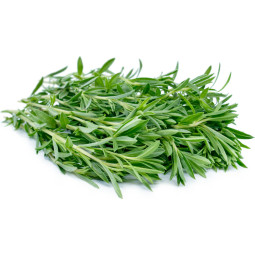 Chilled Herb  Savory    夏香草  Selected By Cff