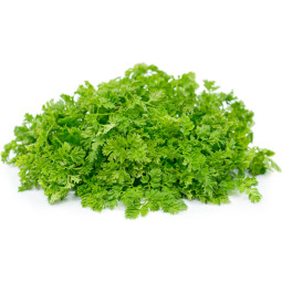 Chilled Herb  Chervil    英芫茜  Selected By Cff