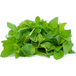 Chilled Herb  Lemon Balm   檸檬香蜂草  Selected By Cff