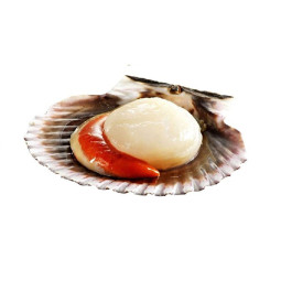 Scallops live from Norway